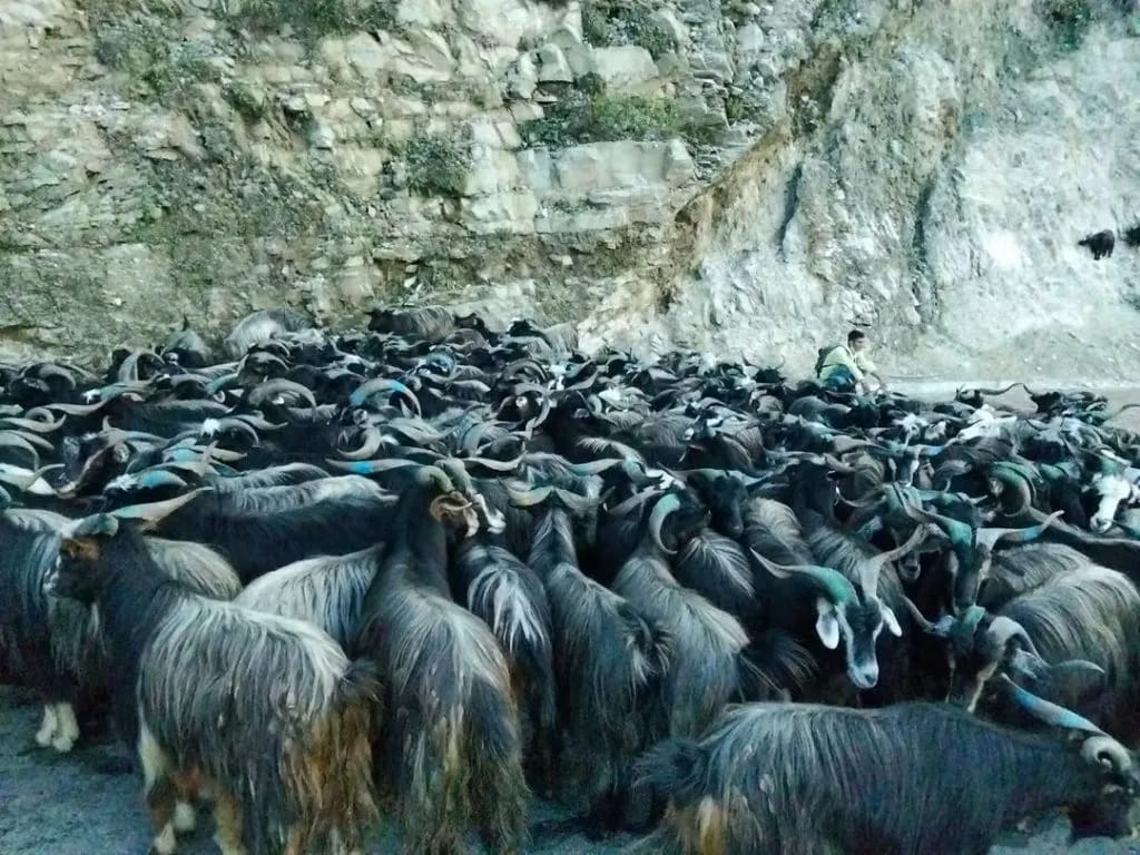 पोखरामा दसैँका लागि १४ हजार ८०० भेडाच्याङ्ग्रा भित्रिए, हाटबजारमा बिक्री सुरु
