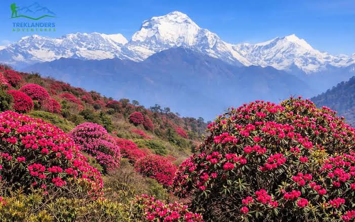 Mt. Dhaulagiri